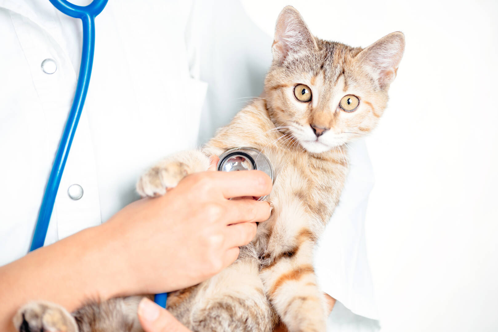 Ashland Terrace Animal Hospital